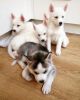 Males&Females siberian husky Puppies(xxx) xxx-9xxx