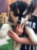 Best siberian husky Puppies (xxx) xxx-9xxx