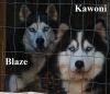 AKC Siberian husky puppies all with blue eyes