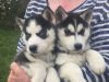 Cute siberian puppies available.text (xxx) xxx-xxx4