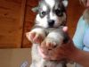 Gorgeous siberian husky Pups for sale now (xxx) xxx-xxx4