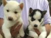 Top Male/female siberian husky Pups for sale (xxx) xxx-xxx4