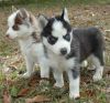 Pretty Female and Male husky puppies (xxx) xxx-xxx1
