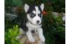 ♛Gorgeous Little Female And Awesome Male Husky Puppy Available♛