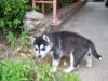 ♝CUTE AND HEALTHY ELEVEN WEEKS GROGEOUS (MALE+FEMALE) PUPPY♝