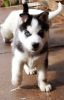 male and female Husky puppies for adoption