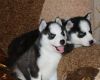new homes for siberian husky puppies