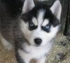 cute husky for adoption only for serious pple