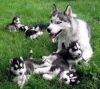 Affectionate male and female Siberian husky puppies