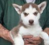 KC Registered Siberian Husky Puppies