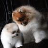 Gorgeous male and female Pomeranian puppies that. they are expecting 2