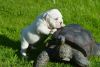 cute male and female english bull dog puppies