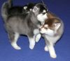 !!FAMILY PUPPIES ONLY!!!! Rehome Asap, , *Siberian Husky* Now 11week