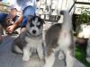 Adorable Siberian Husky puppies for new home (804) 250-b1462