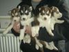 Siberian Husky for Sale male and female