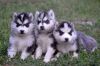 Stunning male and female Blue eyes Siberian Husky puppies now availabl