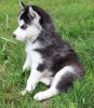 Male and female Siberian husky Puppies looking for great home