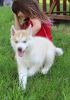 Home trained Siberian Husky puppies available for good home