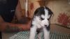 cute blue eyes siberian huskies for sell