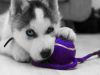 Siberian husky puppies for adoption text xxx) xxx-xxx0