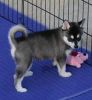 fderd Siberian Husky puppies for adoption now. (xxx) xxx-xxx9 eddf