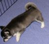 Siberian Husky puppies for adoption now.(xxx) xxx-xxx9