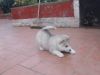 Adorable husky puppies rehoming! (xxx) xxx-xxx2
