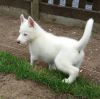 Courageous M/F Siberian Husky Pups For Pet Lover Only