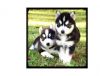 Beautiful Male and Female siberian Husky Puppies available