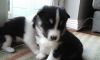 cuties blue eyes husky puppies for sale