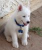 Great huskies puppies ready to join a new home
