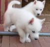 Micro Small huskies Puppies Kc registered