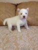 Awesome huskies puppies for sale
