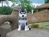 Good looking Siberian husky puppy