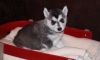 Outstanding Kc Siberian Husky Puppies