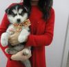 ♥♥♥ Blue Eyes male and female Siberian husky Puppies Need Home