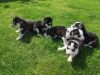 A True Beauty Of Bi-Eye Husky Puppies