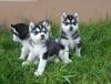 Husky Puppies Ready Now