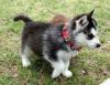 Male and Female Husky Puppies for x mass