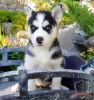 X-mas gift male and female Siberian husky Puppy for adoption