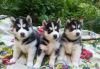 Gorgeous Siberian husky Puppy for adoption(xxx) xxx-xxx5