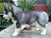 Healthy lovely Siberian husky Puppy for adoption(xxx) xxx-xxx5