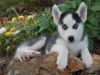 Siberian husky Puppy for adoption(xxx) xxx-xxx5