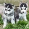 Healthy male and female Siberian husky Puppy for adoption for chrismas