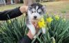 male and female Siberian husky puppies for adoption