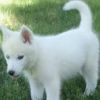 Beautiful husky pups for sale!