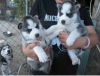 AKC Siberian Husky Puppies ready for Xmas now contact