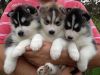 Male and Female Siberian Husky puppies for sale