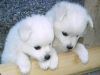 This is our gorgeous litter of white huskies puppies