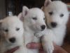 Gorgeous huskies puppies, 1 male and 1 female, AKC Registered.